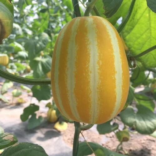 逗尔娱乐吃瓜看点在哪看,揭秘热门话题，一键掌握精彩瞬间